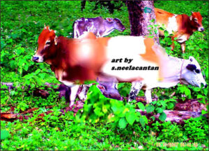Cow_neelakantan