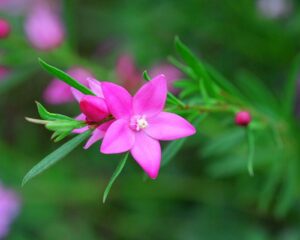 [wallcoo_com]_Flower_wallpaper_161