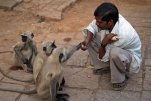 8526044-orchha-india--march-29-2007-indian-man-feeding-wild-languor-monkeys