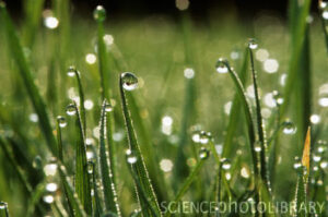 Dew drops on grass