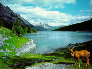 Nature-Wallpaper-9