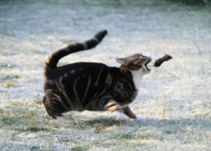 cat-catching-mouse