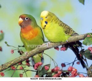 lovebirds