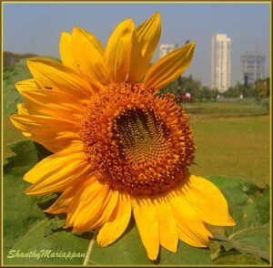 sunflower