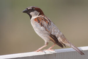 800px-House_Sparrow_mar08