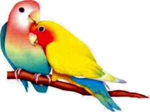 LOVE_BIRDS_Wallpaper_46ng