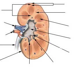 anatomy-kidney-11288760