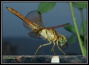 dragonfly