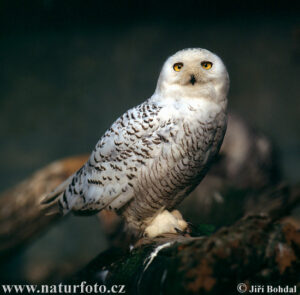 snowy-owl-2626