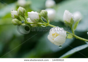 stock-photo-flowers-of-jasmin-after-fresh-rain-14490610