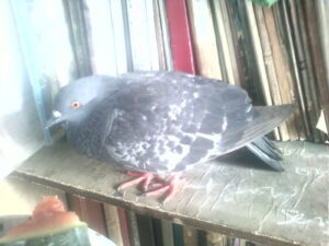 2.@my.book.shelf.7-4-12