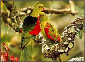 Love birds