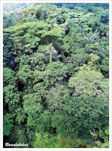 bird's eye view-4