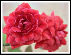roses
