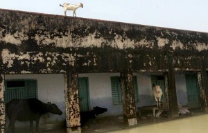PD23754144-cow-scho_799981i