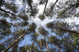 tall treesindex
