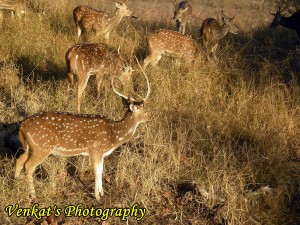 deer