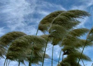 wind-blowing