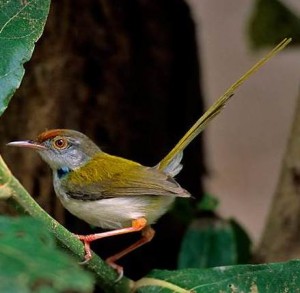 Tailor Bird with its needle sharp beak