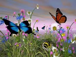 butterflyimages