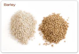 barley....