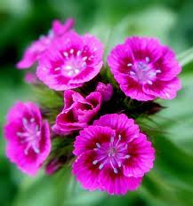 iflowermages