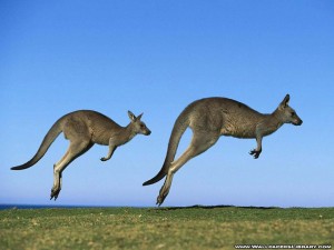 kangaroo-wallpaper
