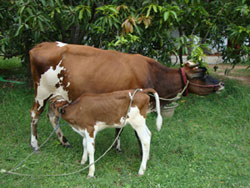 laxmiourcowandhercalf