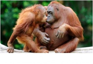 monkey1