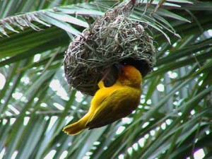 weaver bird