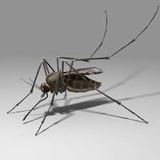 mosquitoimages
