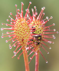 Carnivorous Plants – Sundew