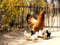 hen