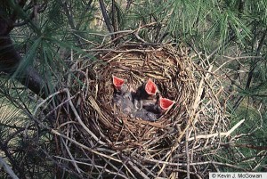 american_crow_nestlings_1