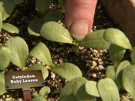 gby1604_1f-first-true-set-of-leaves_al