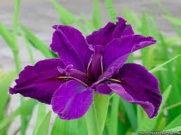floweryimages