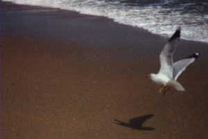 gull