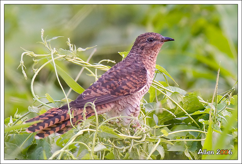 Plaintive cuckoo-4-pic by Allen