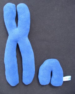 Chromosomes X Y