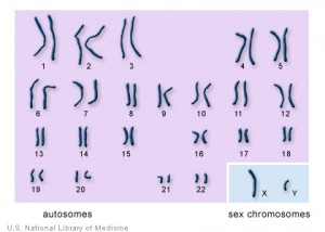 chromosomes_1