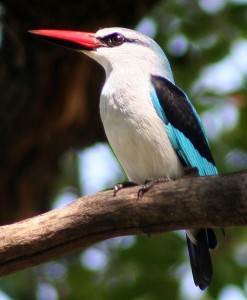 494px-WoodlandKingfisher