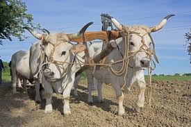 bullock-index