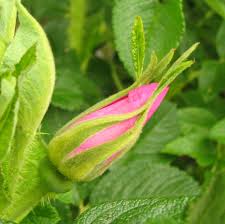 i-flowerndex