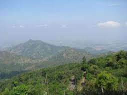 malar