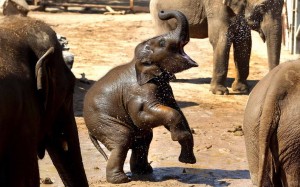 Elephant-Family-Wallpapers15