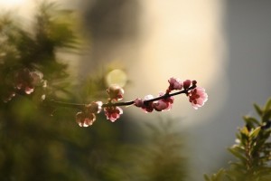 Plum-tree-poetry