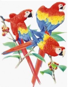 Triple Parrots