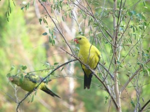 parrot