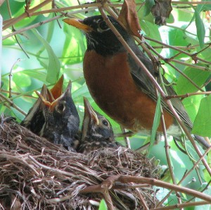 bird nest