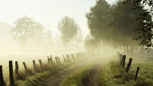 jungle-morning-mist-breeze-cool-path-wild-142659